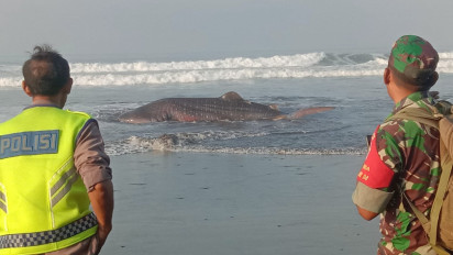 Hiu Paus Sepanjang Tujuh Meter Mati Terdampar di Pantai Pekutatan Bali 