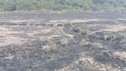Padang Bunga di Gunung Gede-Pangrango Direhabilitasi Awal Musim Hujan, Petugas Sebar Sketsa Terduga Pelaku