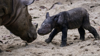 Foto-foto Menggemaskan Bayi Badak Sumatera yang Baru Lahir di Taman Nasional Way Kambas