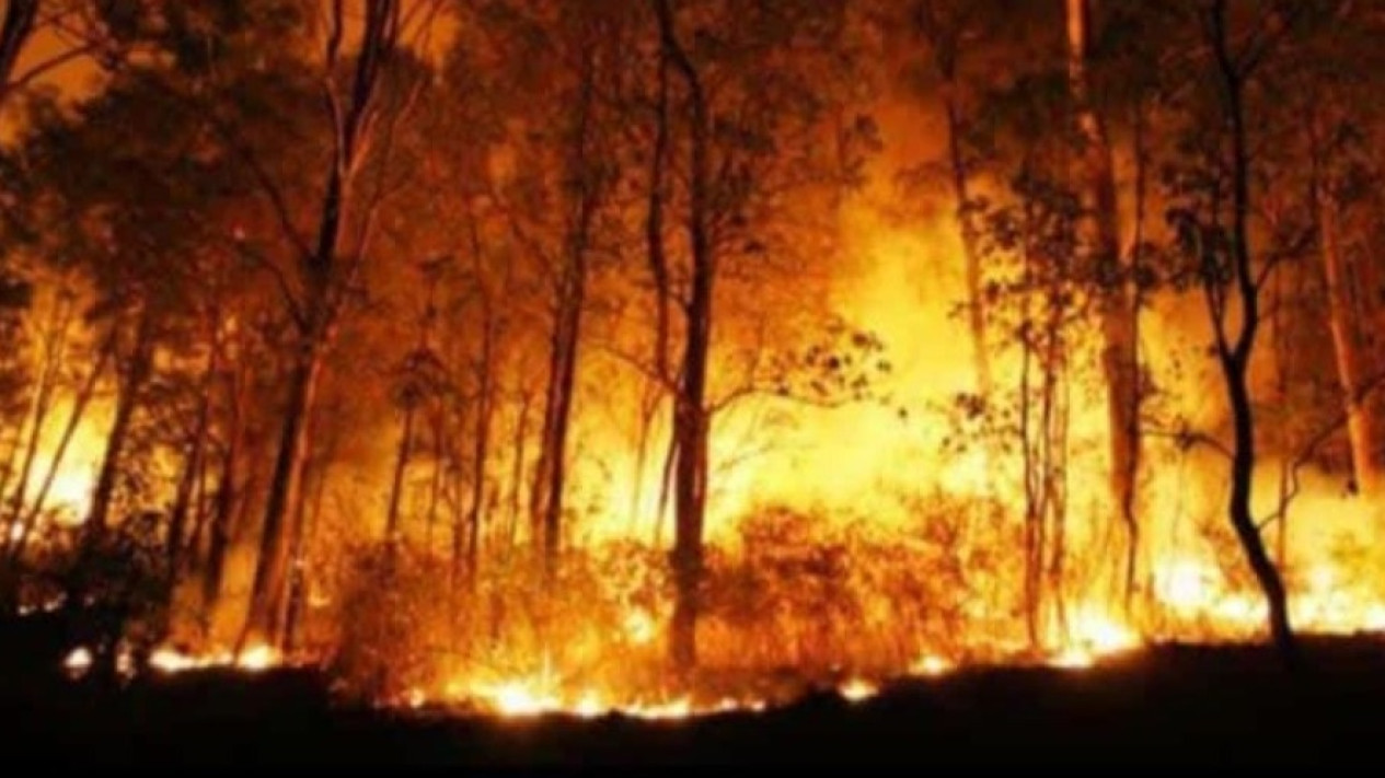 Puluhan Hektare Hutan Pinus dan Rimba Raya di Gunung Lawu Kembali Terbakar
            - galeri foto