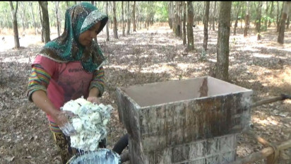 Jeritan Petani Karet di Pali, Produksi Getah dan Harga Jual Anjlok