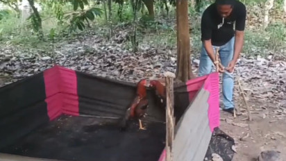 Geram dengan Praktek Judi Sabung Ayam di Kotamobagu, Kapolres Perintahkan Anggotanya Lakukan Penindakan