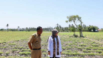 Kekeringan Rawan Krisis Pangan, Banyuwangi Siaga Debit Air Persawahan