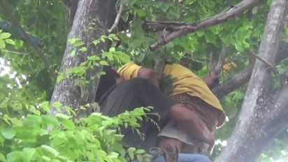 Cari Pakan Ternak, Seorang Kakek di Nganjuk Pingsan Tersangkut di atas Pohon