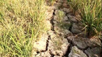 Dampak El Nino, Ratusan Hektar Sawah di Pringsewu Lampung Terancam Gagal Panen