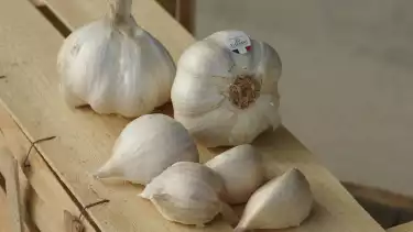 Ilustrasi bawang putih