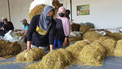 Polemik Pembahasan RPP Kesehatan Memanas, Petani Tembakau Bersuara: Terlihat Dipaksakan!