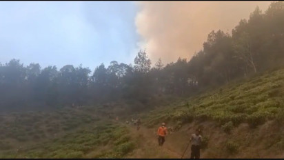 Sempat Padam Hutan Gunung Lawu Kembali Terbakar, Api Mengarah Ke Wisata Kebun Teh Jamus Ngawi