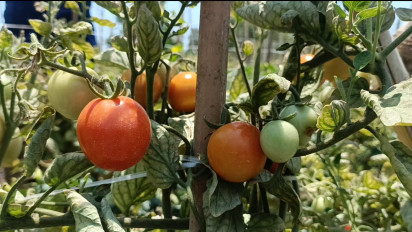 Masa Panen Raya Tiba, Petani Tomat di Probolinggo Mengeluh Akibat Harganya Anjlok