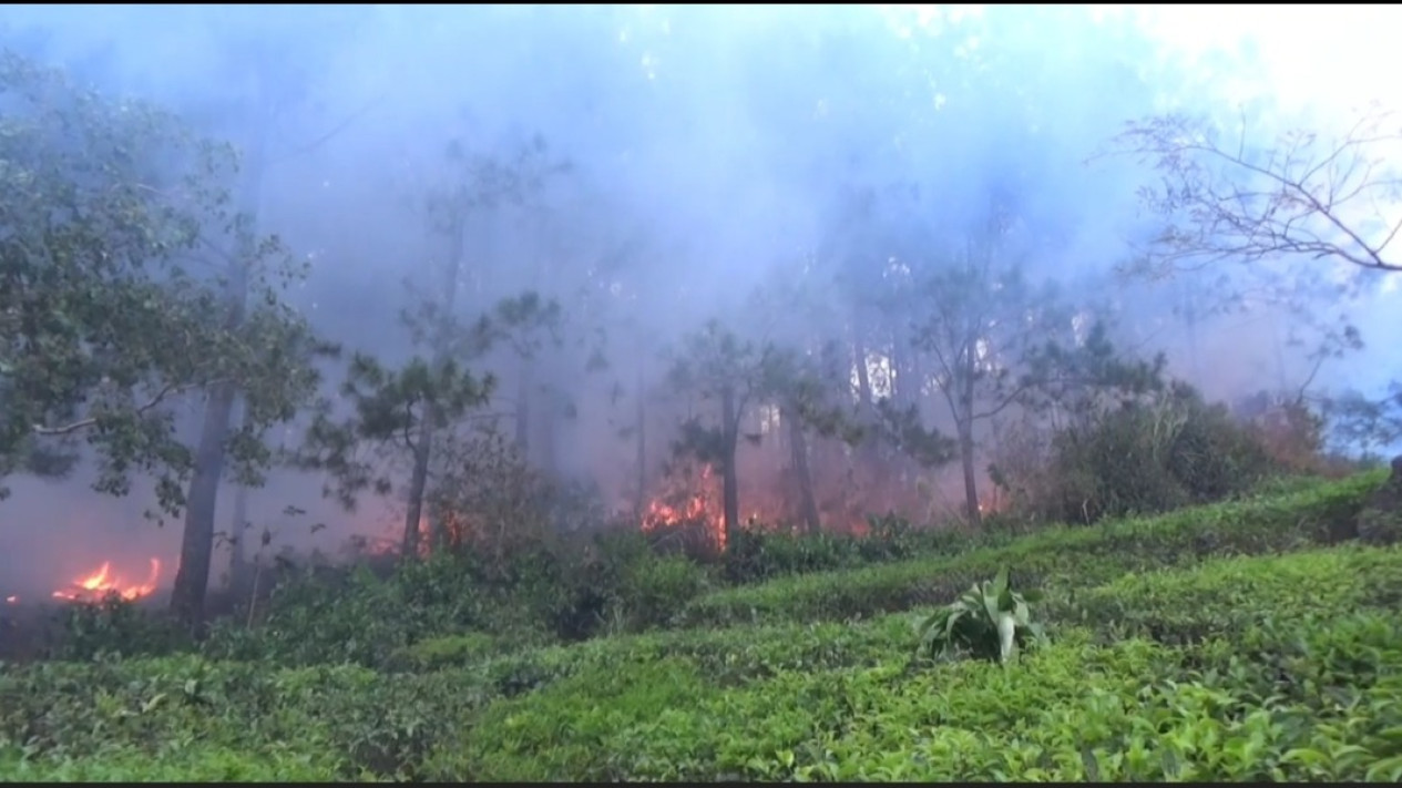 Kebakaran Hutan Gunung Lawu Ngawi Mendekati Wisata Kebun Teh Jamus, Puluhan Petugas Dikerahkan Bantu Pemadaman
            - galeri foto