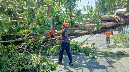 Evakuasi Pohon Tumbang Menghambat Arus Lalin Raya Kebonagung Sukodono