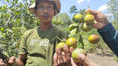 Berkah Musim Kemarau, Petani Jeruk Siam di Buton Meraup Untung Hingga Ratusan Juta