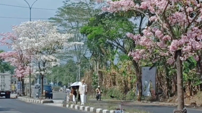 Keindahan Bunga Tabebuya yang Bermekaran di Kota Salatiga, Serasa Berada di Negeri Sakura
