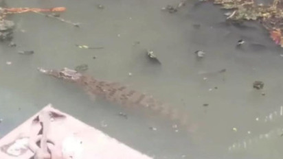 Penampakan Tiga Buaya di Sungai Semampir yang Padat Penduduk Hebohkan Warga, Viral di Medsos