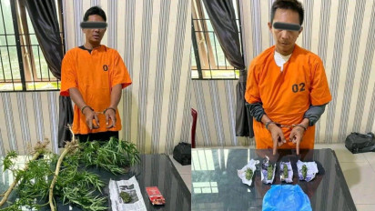 Waduh! Belum Laku Terjual, 2 Pemuda Pemilik Landang Ganja Diboyong Polres Tanah Karo
