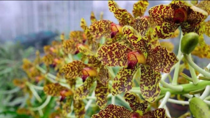 Taman Anggrek Sri Soewedi Jambi Budidayakan Anggrek Macan