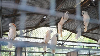 Sebanyak 73 Satwa Liar Dipulangkan Kementerian LHK dari Filipina