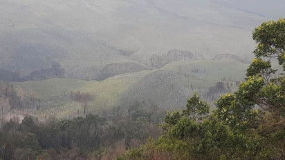 Kabar gembira! Savana Bromo Kembali Hijau Pascakebakaran