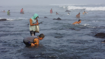 Fenomena Kemunculan Kerang Simping di Pesisir Pantai Selatan Lumajang saat Kemarau Panjang, Jadi Buruan Warga