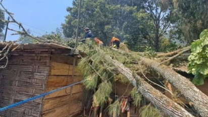 Angin Kencang Terjang Kawasan Puncak Brakseng, Sumber Brantas Batu, 2 Pohon Tumbang Timpa Warung dan Rumah