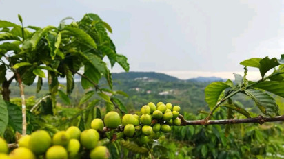 Sentra Kopi di Desa Sibarung-barung Dairi Bakal Kembalikan Pamor Kopi Sidikalang Seperti Dahulu 