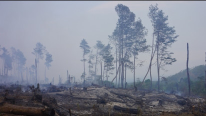 Lahan Hutan Pinus Milik Perhutani di Lumajang Terbakar