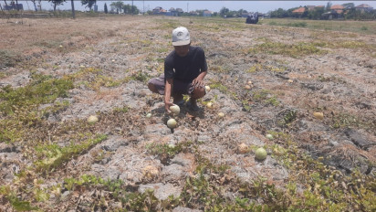 Dampak Cuaca Panas Ekstrem, Puluhan Petani Melon di Sidoarjo Gagal Panen