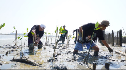 Tanamkan Aqidah Aswaja, Kader NU Tanam 2200 Bibit Mangrove di Pantai Romokalisari Surabaya