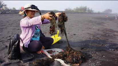 Mudah Dicari dan Bernilai Ekonomis, Kerang Samping Jadi Buruan Warga Lumajang Setiap Hari