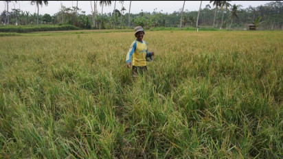 Kawanan Kera Liar Turun Gunung Rusak Tanaman Petani di Lumajang