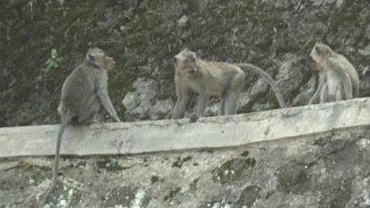 Tak Ada Lagi Air dan Makanan, Kawanan Kera Kawasan Wisata Nglanggeran Turun Gunung Jarah Pemukiman