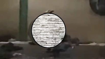 Viral Diduga ODGJ Bersanggama di Pinggir Jalan Kota Bandung, Polisi Sampai Dibuat Pusing