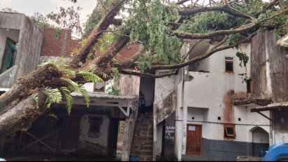Diterjang Angin Kencang, Pohon Saman Tumbang Timpa Panti Asuhan di Pakis Malang