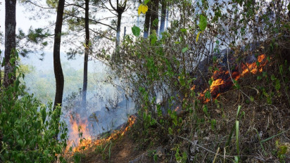 Hektaran Lahan Hutan Pinus Milik Perhutani di Lereng Gunung Semeru Terbakar, Petugas Lakukan Pemadaman