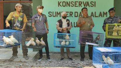 BKSDA Baubau Gagalkan Penyelundupan Satwa Dilindungi Bernilai Ratusan Juta