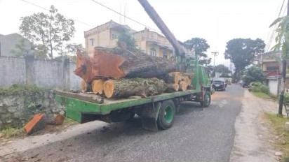 Pohon Mahoni di Kota Pematangsiantar Ditebang dan Diduga Diperjualbelikan, DPRD Sesalkan dan Minta APH Turun Tangan