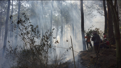 Karhutla Lereng Semeru Berhasil Dipadamkan, Perhutani Sebut Hutan Pinus yang Terbakar 3 Hektar