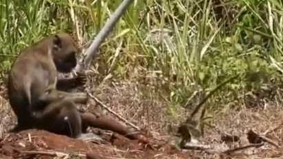 Kawanan Kera di Pemukiman Makin Meresahkan, Pemkab Gunungkidul Gandeng Kehutanan UGM untuk Penanganan