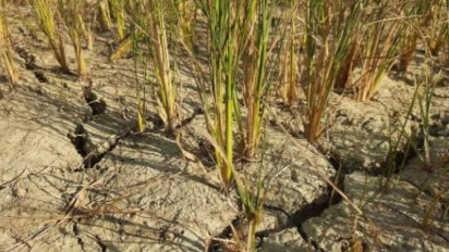 Sembilan Daerah di Sultra Berstatus Tanggap Darurat Bencana Kekeringan