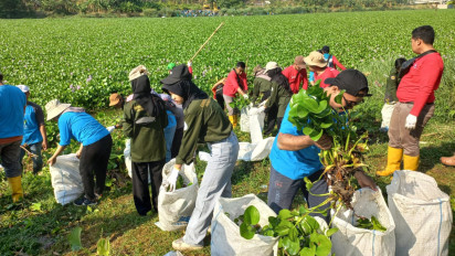 Ratusan Relawan di Bojonegoro Bersihkan Eceng Gondok di Sungai Bengawan Solo