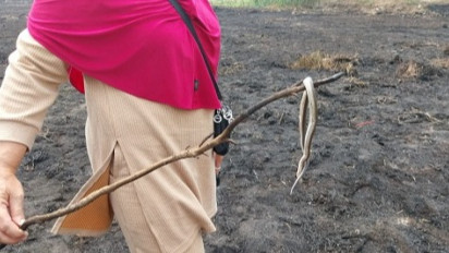 Lahan Kosong di Desa Cibadung Kabupaten Bogor Kebakaran, Puluhan Ular Hangus Terbakar
