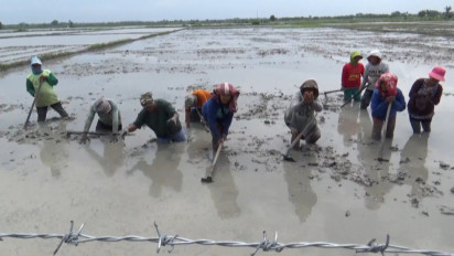 Ngaku Pemilik, Seorang Pengacara Pagari Lahan dan Larang Petani Tanam Padi