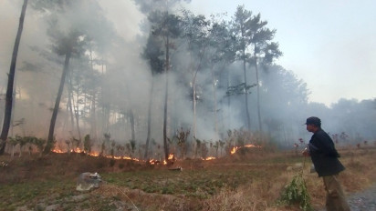 Hutan Pinus Milik Perhutani di Lumajang Kembali Terbakar, Warga Panik lakukan Pemadaman