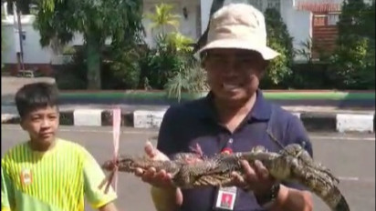 Petugas Damkar Pati Evakuasi Biawak Liar yang Masuk Rumah Warga