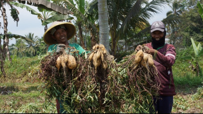 Potensi Ubi Jalar Madu Lereng Semeru Kian Melimpah, Jadi Pilihan Tanaman Menguntungkan Saat Kemarau