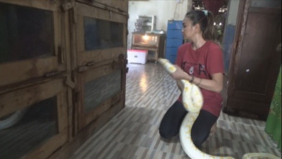 Perempuan Pemberani di Jombang, jadi Pawang Ular