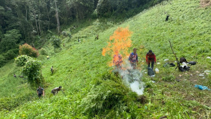 Polres Madina Musnahkan Puluhan Ribu Pohon Ganja Seberat 15 Ton 
