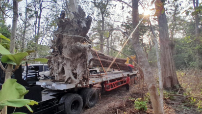 Kayu Jati Usia 250 Tahun dan Bernilai Miliaran Rupiah Akan Jadi Ikon Taman Budaya Cepu Blora