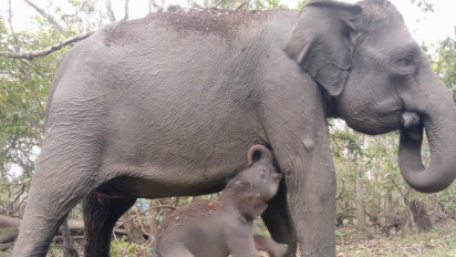Seekor Bayi Gajah Lahir di TNWK Lampung Timur, Berjenis Kelamin Jantan