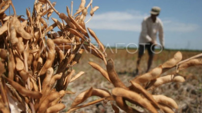 Ketika Petani Antusias Budidayakan Keledai Lokal Bermutu